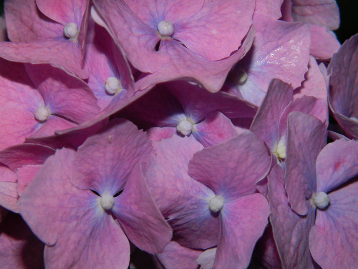 DSCN1174 - HORTENSIA_2014