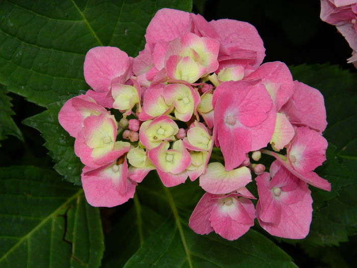 DSCN1175 - HORTENSIA_2014