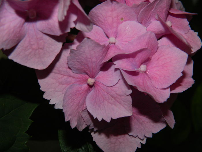 DSCN1179 - HORTENSIA_2014