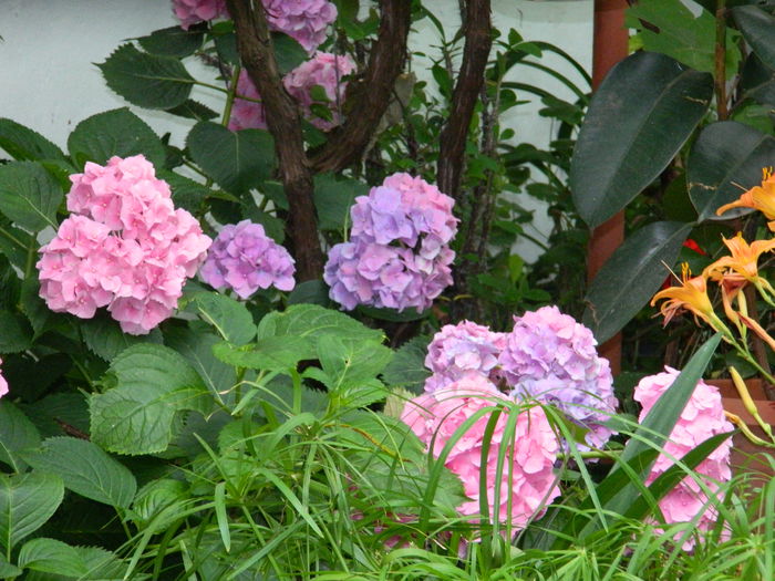 DSCN1289 - HORTENSIA_2014