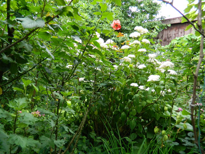 DSCN1302 - HORTENSIA_2014