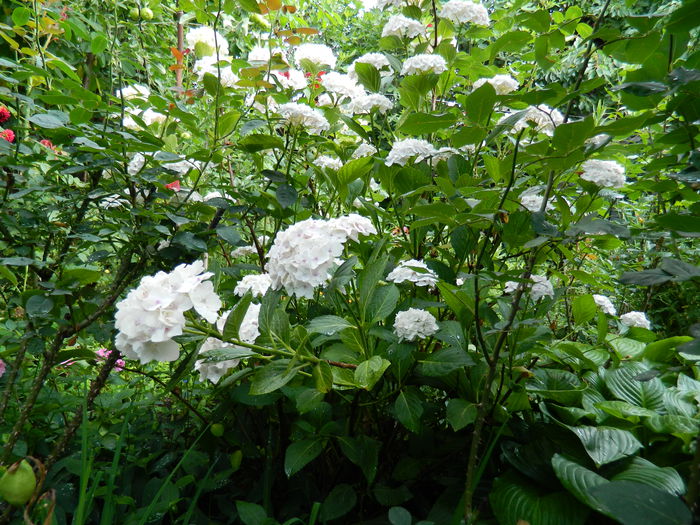 DSCN1374 - HORTENSIA_2014