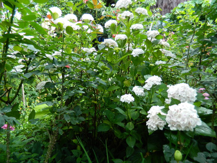 DSCN1375 - HORTENSIA_2014