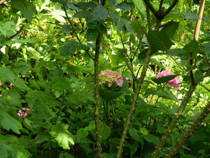 DSCN1395 - HORTENSIA_2014