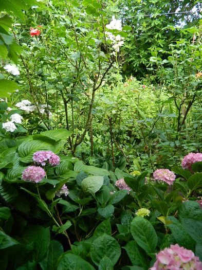 DSCN1398 - HORTENSIA_2014