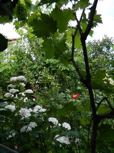 DSCN1401 - HORTENSIA_2014