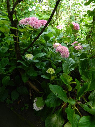 DSCN1409 - HORTENSIA_2014