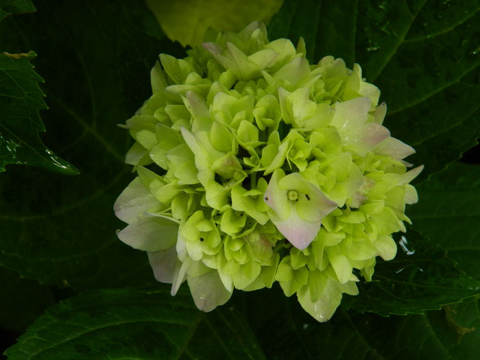 DSCN1413 - HORTENSIA_2014