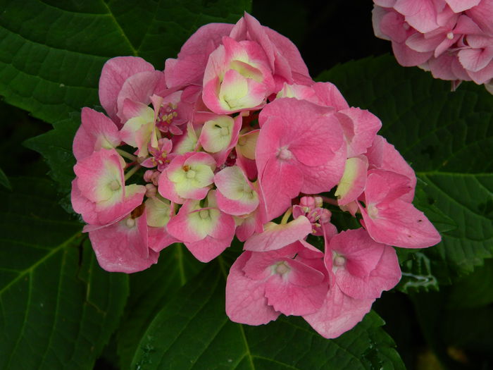 DSCN1422 - HORTENSIA_2014
