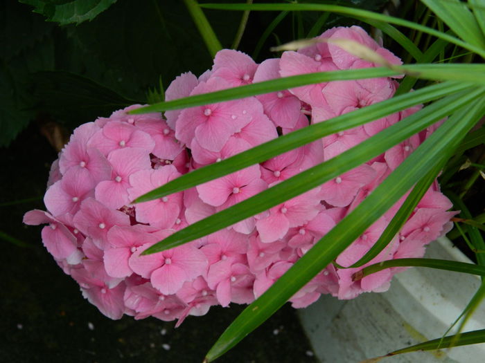 DSCN1423 - HORTENSIA_2014