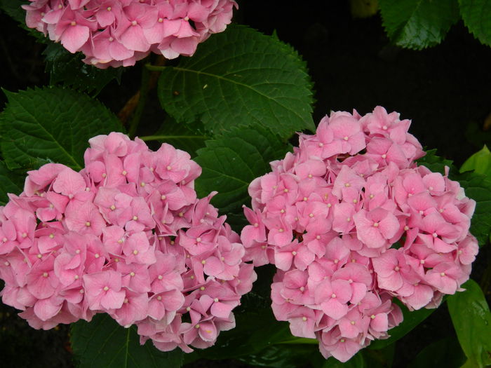 DSCN1425 - HORTENSIA_2014