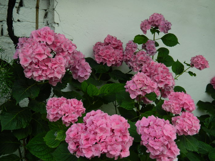 DSCN1426 - HORTENSIA_2014