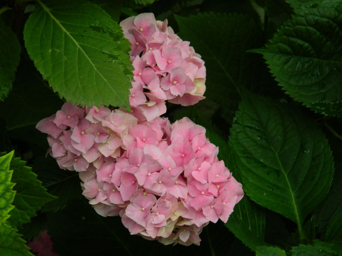 DSCN1427 - HORTENSIA_2014