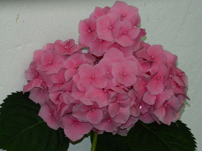 DSCN1428 - HORTENSIA_2014