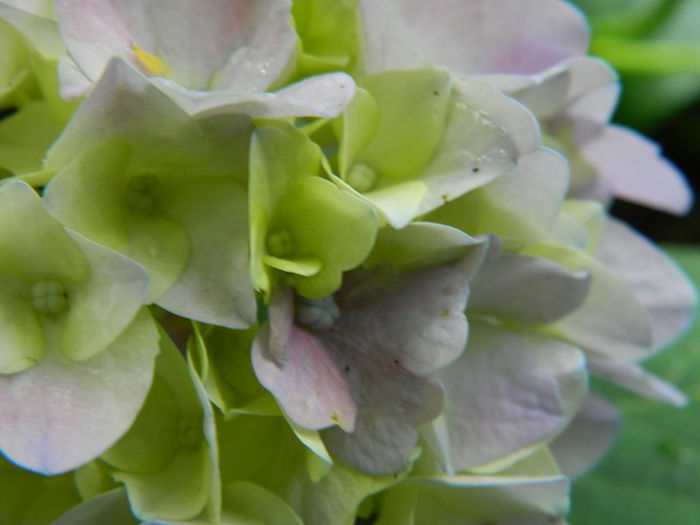 DSCN1681 - HORTENSIA_2014