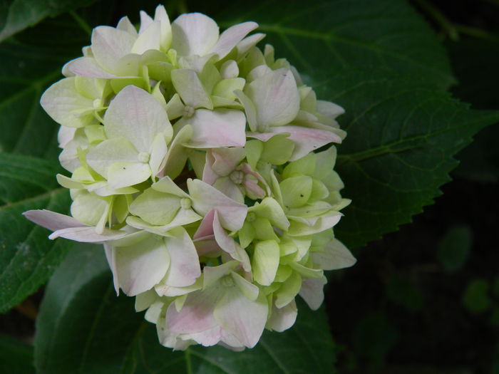 DSCN1684 - HORTENSIA_2014