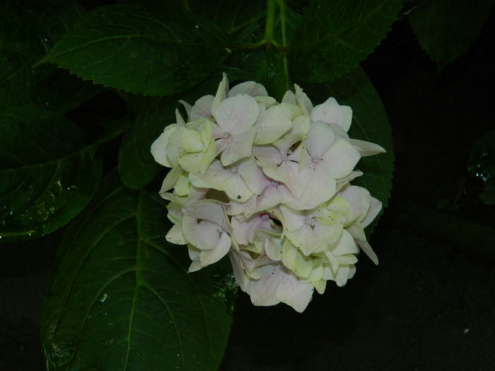 DSCN1946 - HORTENSIA_2014