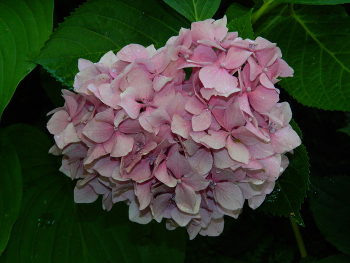 DSCN1947 - HORTENSIA_2014