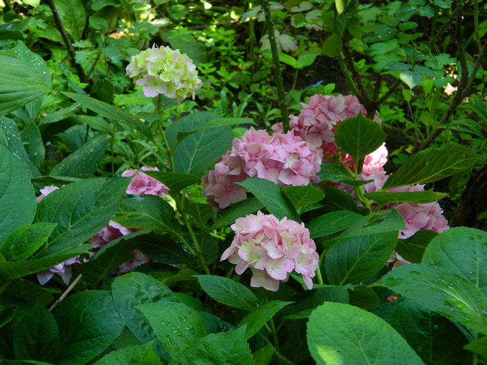 DSCN1948 - HORTENSIA_2014