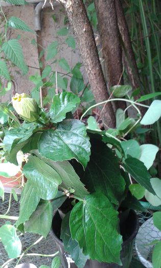 20150702_131145 - HIBISCUS KOENIG