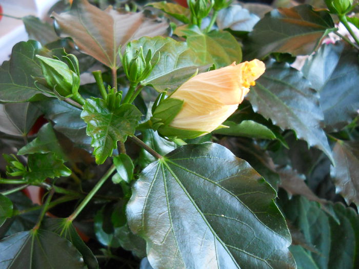 boboc galben - Hibiscus