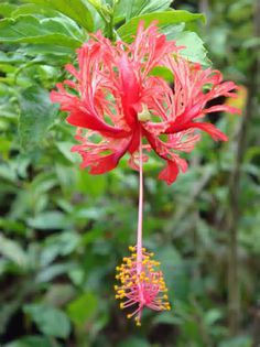 SCHIZOPETALUS; POZA INTERNET
