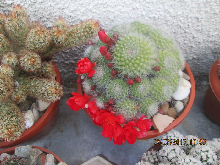 rebutia senilis