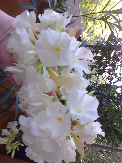flori minunate si parfumate de leandru - O PARTE DINTRE FORILE DIN BALCON - 2015