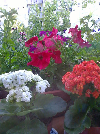 Calanchoe alba si portocalie