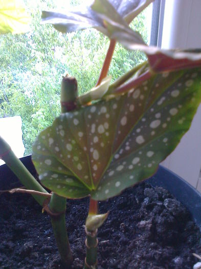 Begonia (Plaman)