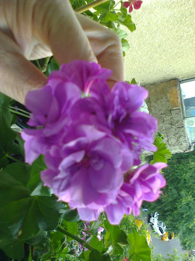 muscata pletoasa mov - O PARTE DINTRE FORILE DIN BALCON - 2015