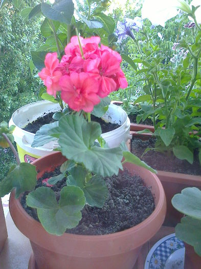 muscata roz intens,batuta - O PARTE DINTRE FORILE DIN BALCON - 2015