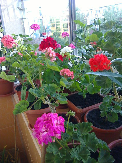 muscate - O PARTE DINTRE FORILE DIN BALCON - 2015