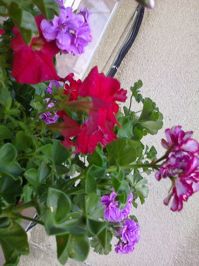 muscate pletoase la bucatarie