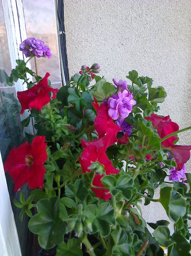 muscate pletoase si petunii la bucatarie - O PARTE DINTRE FORILE DIN BALCON - 2015
