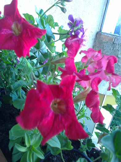 petunii - O PARTE DINTRE FORILE DIN BALCON - 2015