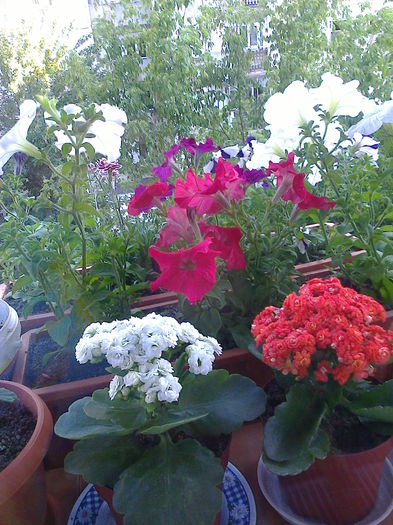 petunii si calanchoe