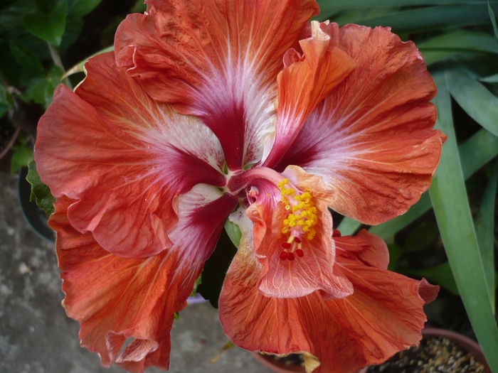 P1220884 - HIBISCUSI 2015-1