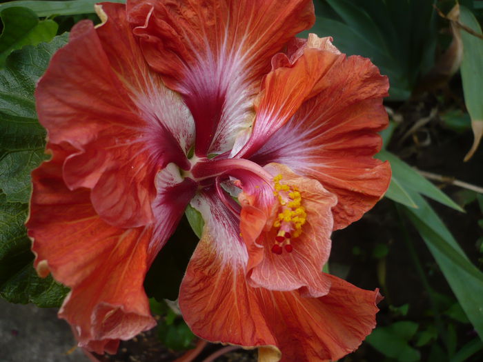 Tahitian Flaming Dragon