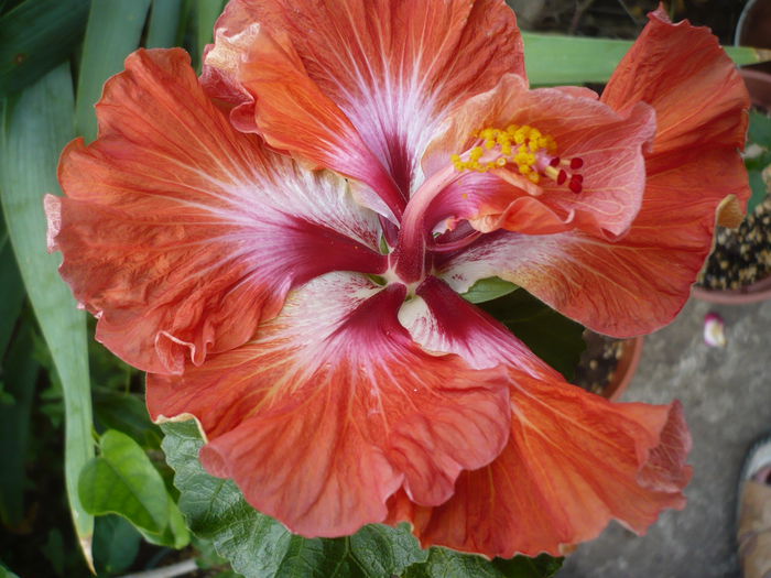 P1220887 - HIBISCUSI 2015-1