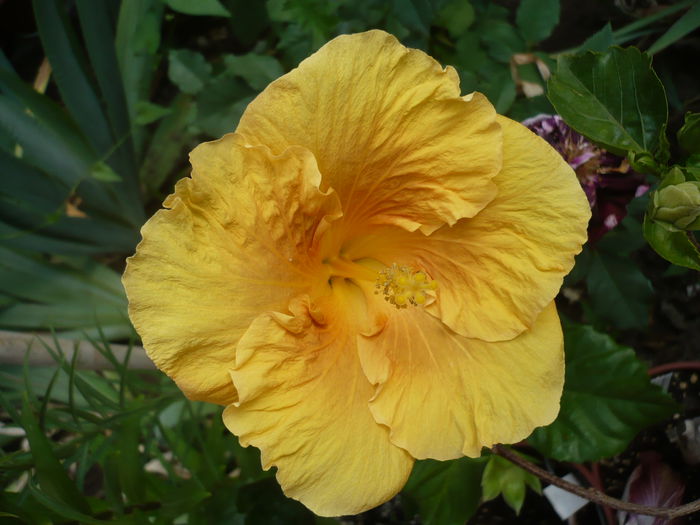 P1220888 - HIBISCUSI 2015-1