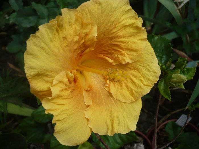 Karamello - HIBISCUSI 2015-1