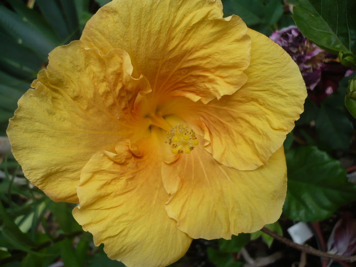 P1220891 - HIBISCUSI 2015-1