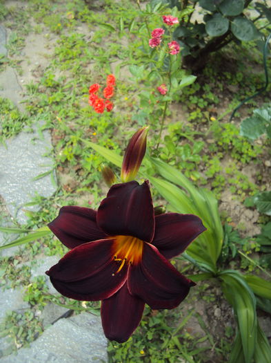 DSC00987