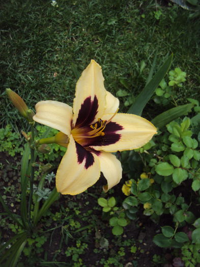 DSC01119 - 2015 Gradina