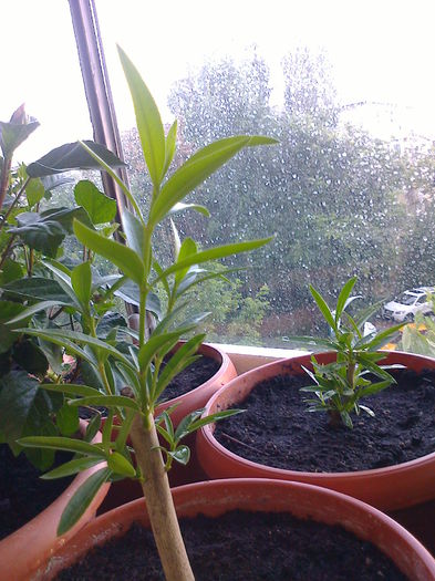 lastari de leandru roz dublu