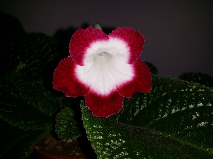 20150702_160745 - Plante in ghiveci 2015