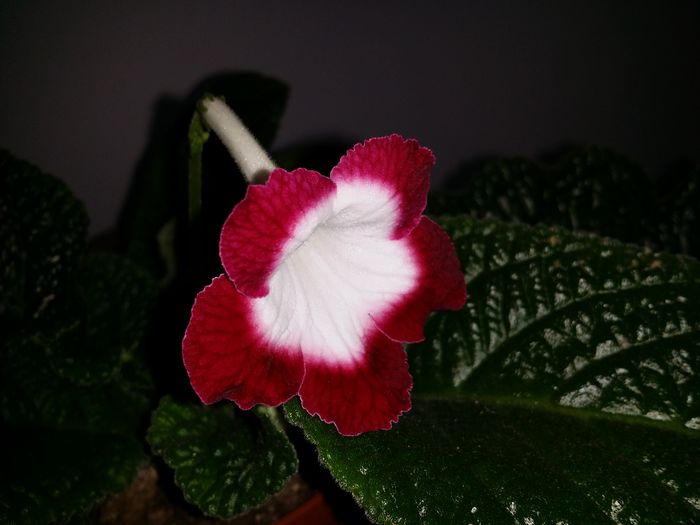 20150702_160817 - Plante in ghiveci 2015