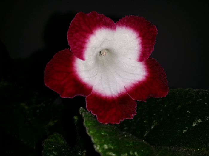 20150702_161042 - Plante in ghiveci 2015