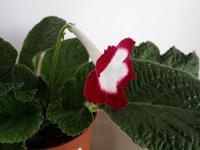 20150702_161114 - Plante in ghiveci 2015